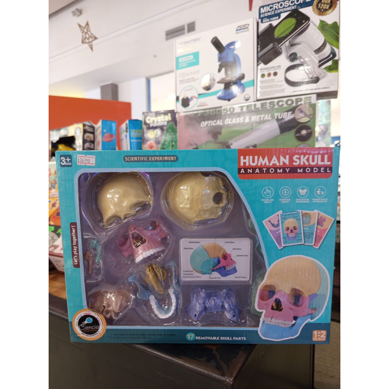 Modelo Cráneo Humano Anatómico - 17 Partes | Juguete Científico Educativo