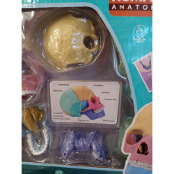 Modelo Cráneo Humano Anatómico - 17 Partes | Juguete Científico Educativo