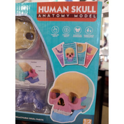 Modelo Cráneo Humano Anatómico - 17 Partes | Juguete Científico Educativo