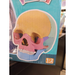 Modelo Cráneo Humano Anatómico - 17 Partes | Juguete Científico Educativo
