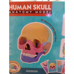 Modelo Cráneo Humano Anatómico - 17 Partes | Juguete Científico Educativo