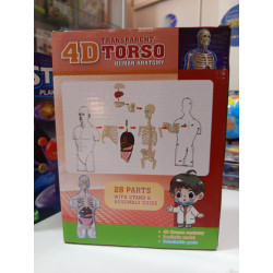 Modelo Anatómico Humano 4D Transparente – Juguete Educativo | Ciencia Entretenida