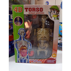 Modelo Anatómico Humano 4D Transparente – Juguete Educativo | Ciencia Entretenida