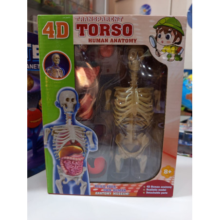 Modelo Anatómico Humano 4D Transparente – Juguete Educativo | Ciencia Entretenida