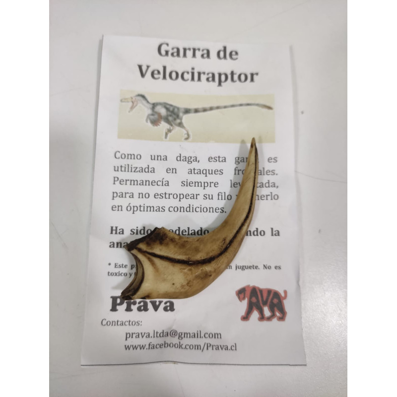 Garra de Velociraptor realista | Réplica anatómica de colección | Ciencia Entretenida