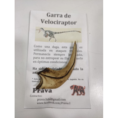 Garra de Velociraptor realista | Réplica anatómica de colección | Ciencia Entretenida