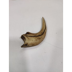 Garra de Velociraptor realista | Réplica anatómica de colección | Ciencia Entretenida