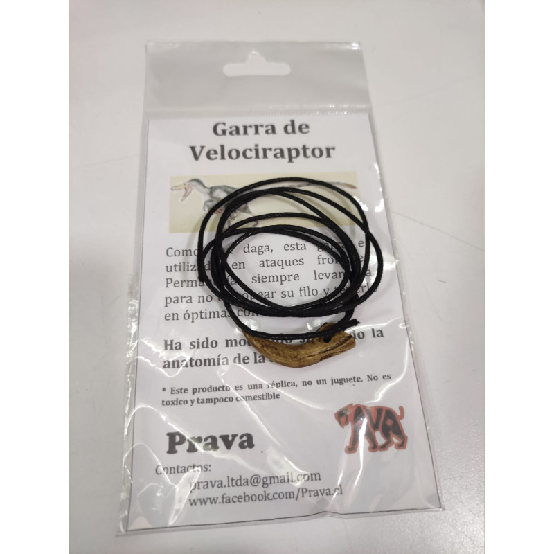 Colgante Garra de Velociraptor realista | Réplica anatómica de colección | Ciencia Entretenida