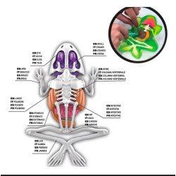 Kit Disección Rana | Anatomía y Biología – Ciencia Entretenida