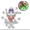 Kit Disección Rana | Anatomía y Biología – Ciencia Entretenida