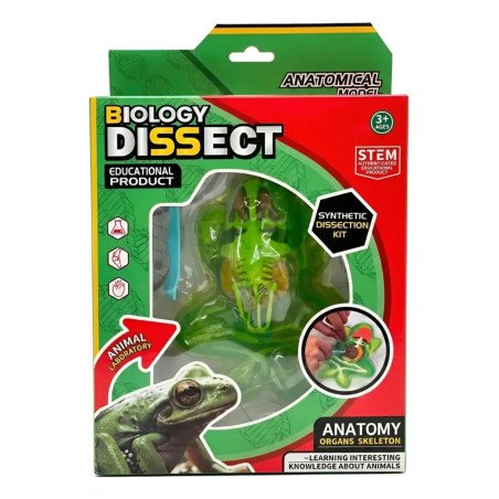 Kit Disección Rana | Anatomía y Biología – Ciencia Entretenida