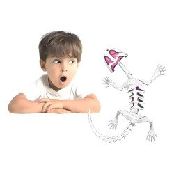 Kit Anatomía Lagartija | Disección y Biología – Ciencia Entretenida