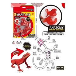 Kit Anatomía Lagartija | Disección y Biología – Ciencia Entretenida