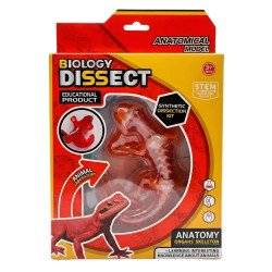 Kit Anatomía Lagartija | Disección y Biología – Ciencia Entretenida