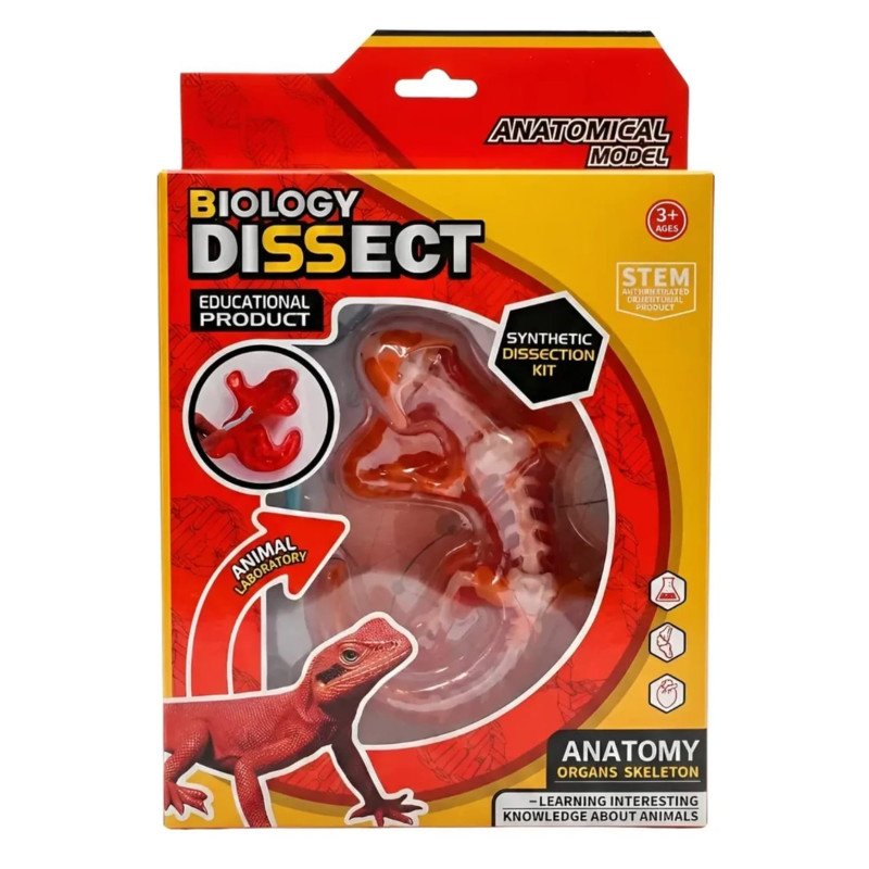 Kit Anatomía Lagartija | Disección y Biología – Ciencia Entretenida