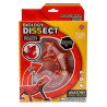 Kit Anatomía Lagartija | Disección y Biología – Ciencia Entretenida