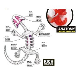 Kit Anatomía Lagartija | Disección y Biología – Ciencia Entretenida