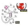 Kit Anatomía Lagartija | Disección y Biología – Ciencia Entretenida