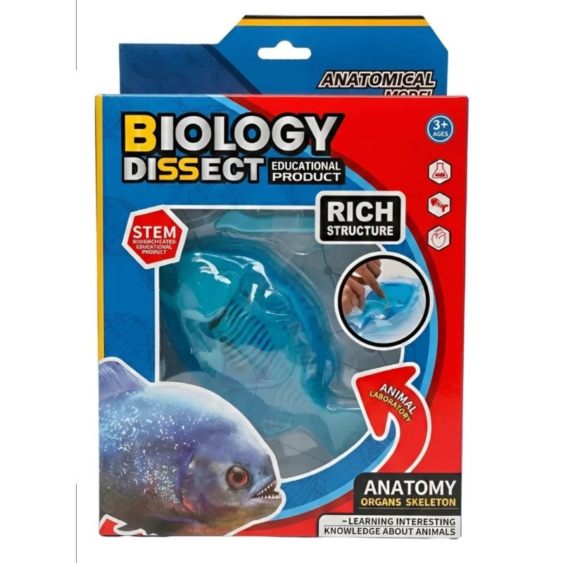 Kit Anatomía Piraña | Disección y Biología – Ciencia Entretenida