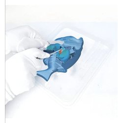 Kit Anatomía Piraña | Disección y Biología – Ciencia Entretenida