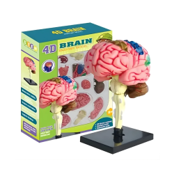 Modelo Cerebro Humano Armable 4D STEM | Ciencia Entretenida